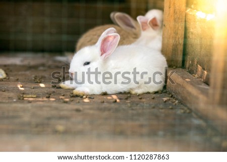 Many rabbits sleep in cages.