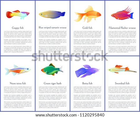 Set of aquarium fishes color vector illustrations, multicolored habitants of fishbowls with different shapes flippers, isolated on white, text sample