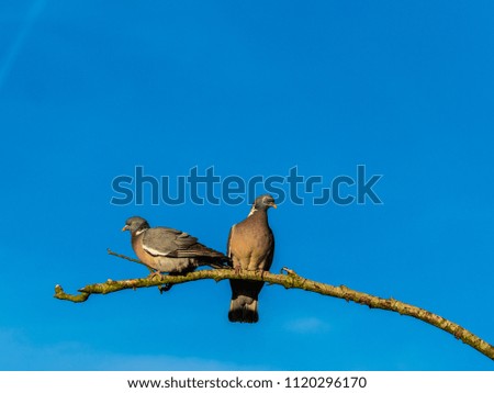 2 Two pigeons on tree branch against blue sky romantic