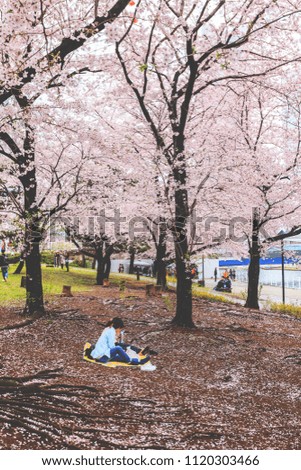 Crowd of peoples walking and sitting at park with sakura full blossom trees at Yokohama, Japan