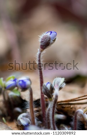First spring flowers - violets. Hairy buds.