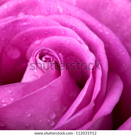 Pink rose closeup, in full bloom with dew drops. 