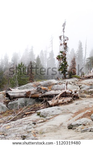 Nature vertical landscape with rocks, plants and trees trunks, on the top of the mountain in Sequoia National Park