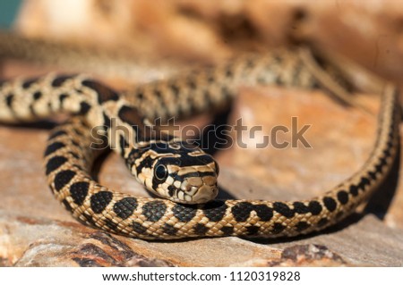 Horseshoe whip snake (Hemorrhois hippocrepis), head and body detail.