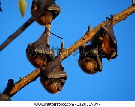 Close up of group of five Grey-headed flying foxes fox-Pteropus poliocephalus in Sydney, Australia at sunset