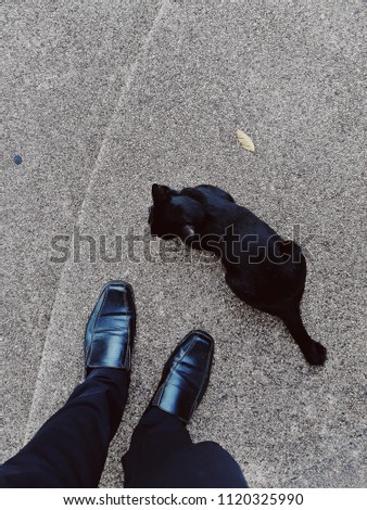 Cat is biting leather shoes.