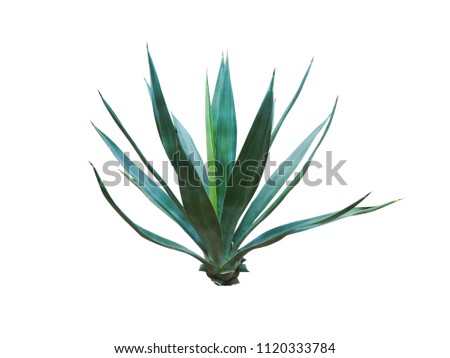 Agave plant isolated on white background.,This has clipping path. Royalty-Free Stock Photo #1120333784