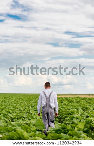 Farmer in the sunflowers field