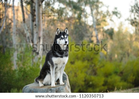 Siberian Husky dog outdoor portrait sitting on wood log bench in nature