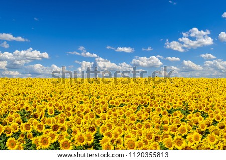 Field of yellow sunflowers against the blue sky Royalty-Free Stock Photo #1120355813