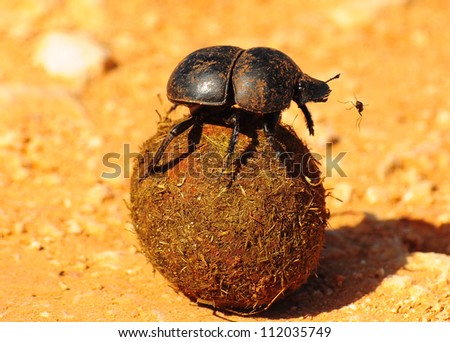 Dung Beetle Royalty-Free Stock Photo #112035749