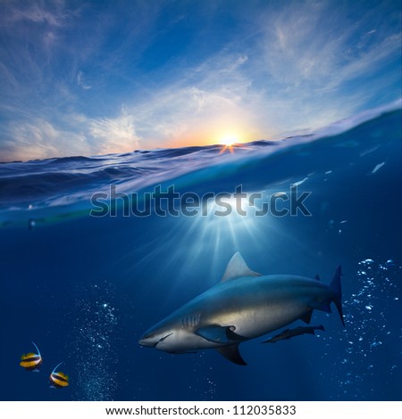design template with underwater part and sunset skylight splitted by waterline and angry hungry shark underwater