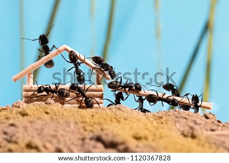 Black ants are building wooden house (Lasius niger)