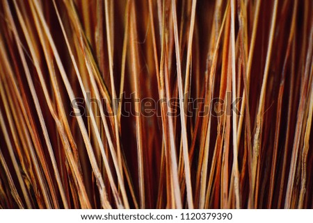 Beautiful bamboo sticks isolated object unique background photograph