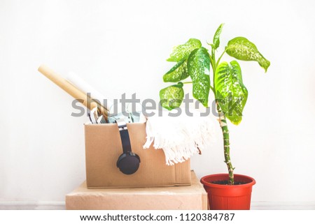 moving, things in boxes, garage sale, flower in a pot on a white background Copy space.