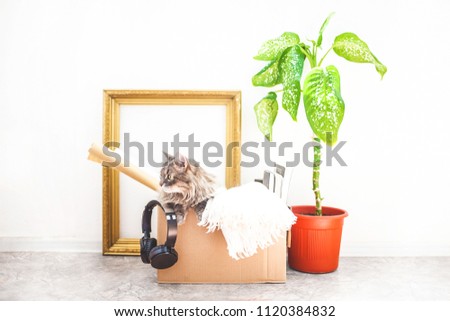 Boxes for moving with things, a cat in a box, a flower in a pot, old frame on a white background Garage sale concept Copy space .