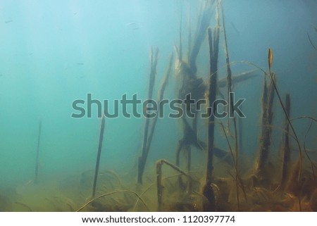 trees underwater fresh water / diving underwater photo flooded world, ecosystem underwater landscape