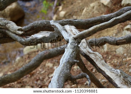 close up of twisted roots and sticks with brown ground background 