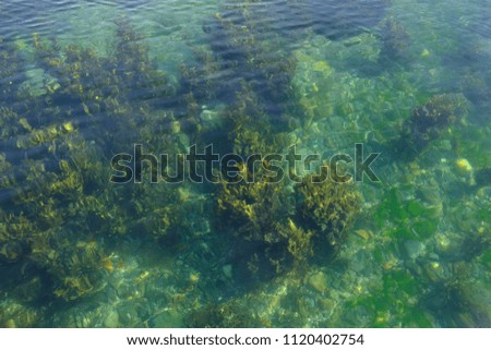 underwater plants with clear water