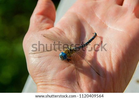 Dragonfly, colorful, beautiful colors. Dragonfly in the palm of your hand