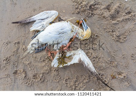 dead northern gannet trapped in plastic fishing net washed ashore on Kijkduin beach The Hague Royalty-Free Stock Photo #1120411421