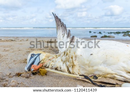 dead northern gannet trapped in plastic fishing net washed ashore on Kijkduin beach The Hague Royalty-Free Stock Photo #1120411439