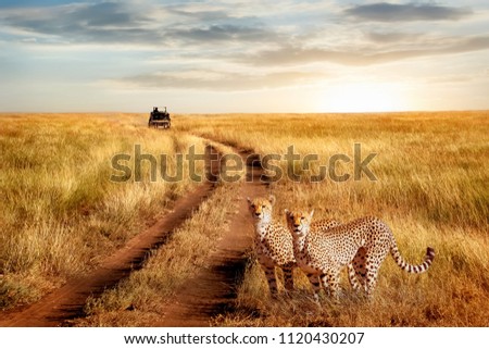 Group of cheetah in the Serengeti National Park on a sunset background. Wildlife natural image.  African safari.