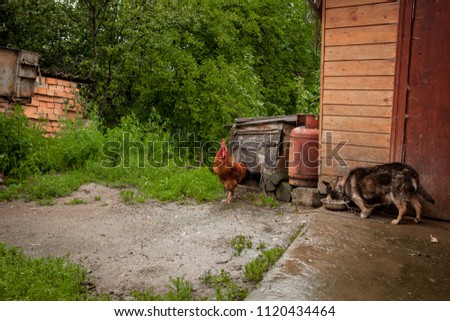 Beautiful color cock near the dog house. Village concept.