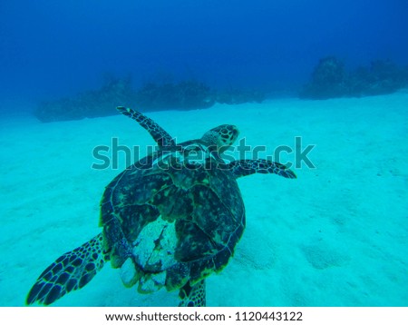 Tropical white sandy beach diving with sea turtle swimming along