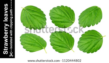 Strawberry leaves isolated on white background with clipping path