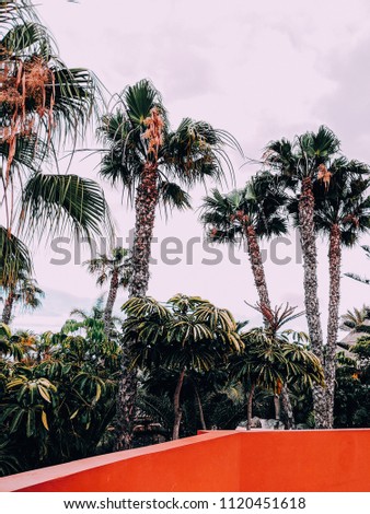 Tropical minimal beach vibes. Palm. Canary. Spain
