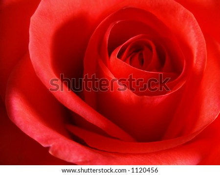 Red Rose Macro Royalty-Free Stock Photo #1120456