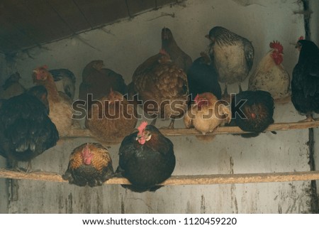   chicken sleep on a farm                             
