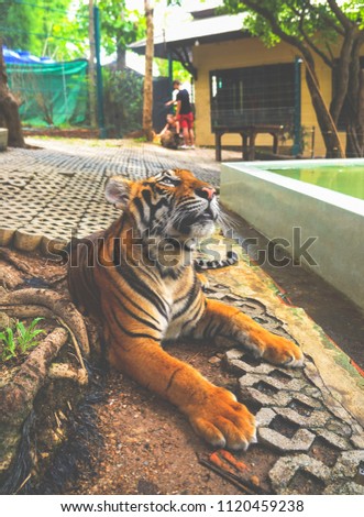 Majestic tigers in captivity in Thailand