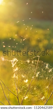 Those not caught, dandelion seeds entangled in the web, and midges dancing above it. 
