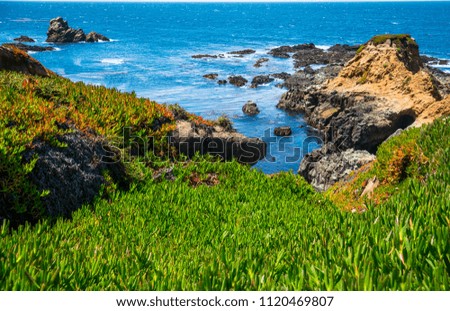 Wild succulents blossom along spring time Mountain Coast , Gorgeous California coastline spring time tropical tranquil landscape and fresh Pacific Ocean breeze in the air, near Big Sur and Monterrey