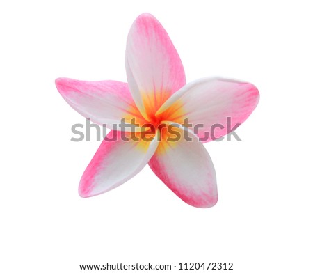 Plumeria, frangipani, Temple tree, Pink flower isolated on white background. with clipping path