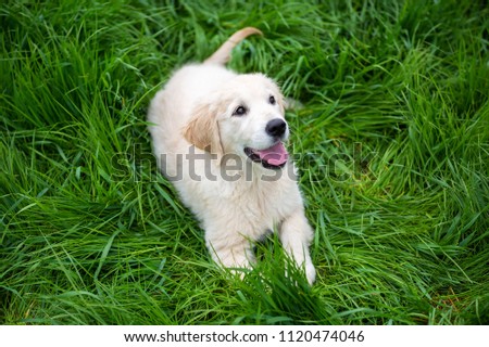 Golden retriever puppy in the grass
