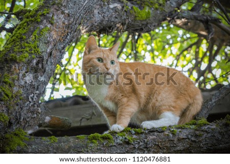 Homeless red cat with green eyes walks along a large branch of a tree. Soft focus with bokeh background.