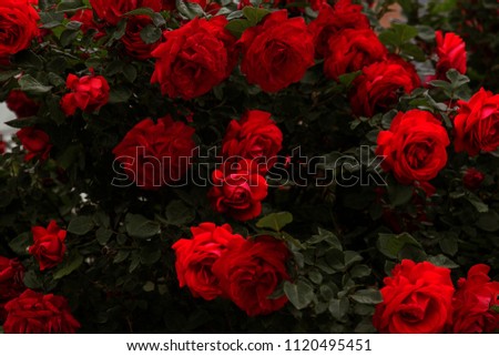 Beautiful fresh roses in nature. Natural background, large inflorescence of roses on a garden bush. A close-up of a bush of red roses on the alley of the city park Royalty-Free Stock Photo #1120495451