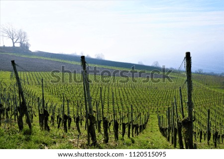 Wine yard in meersburg in south germany