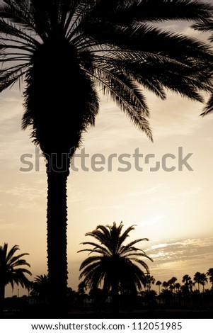 Date palms in sunset.