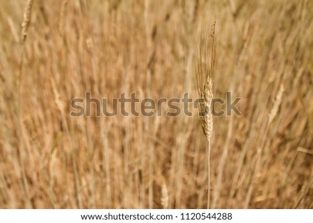 Background picture close-up of wheat spike on the field. Golden ears are a symbol of harvest and fertility. Harvesting, bread.