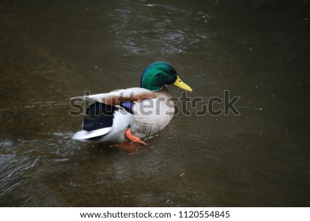 Young duck swimming in the cool water on a hot and sunny summer's day 