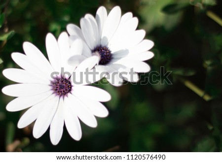 Flower of white petals and purple center on one side of the image with green and dark background.