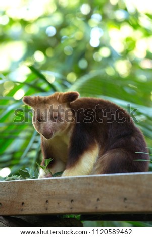 Tree kangaroo inhabit the tropical rainforests of New Guinea, far northeastern Queensland in Australia, and some of the islands in the region