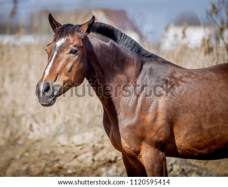 A nestling stallion posing for a portrait on a sunny day
