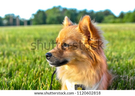 Pomeranian Chihuahua Mix Laying in Grass Looking to the Side