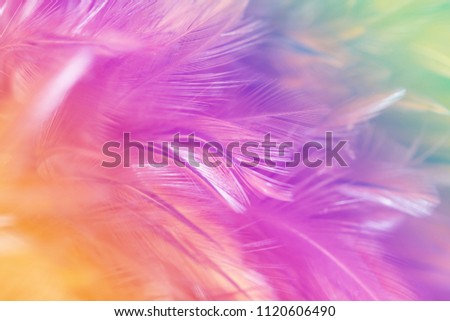 Colorful chicken feathers in soft and blur style for the background. bird texture