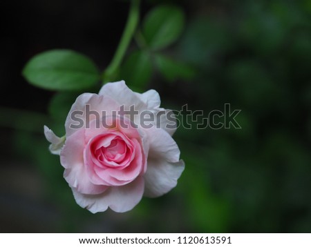 Rose picture soft focus.  Pink roses planted in the garden are beautiful blooming fragrant.